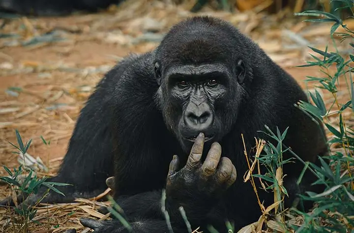 Lowland Gorilla Kahuzi